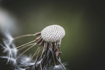 dandelion on black