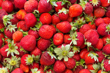 Background of beautiful and juicy strawberries with green leaves