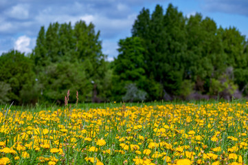 Field of bright yellow dandelions with a forest on background on a warm spring day with blurred background