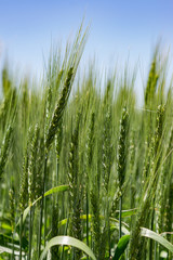 green wheat