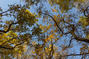 Big autumn oak against the blue sky.