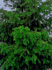 Obraz premium green leaves background