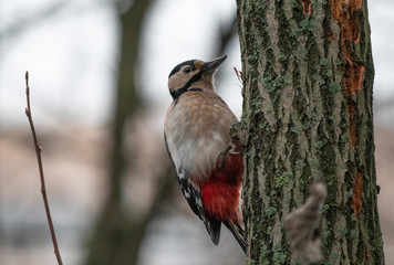 Great spotted woodpecker on a looking for food on a tree