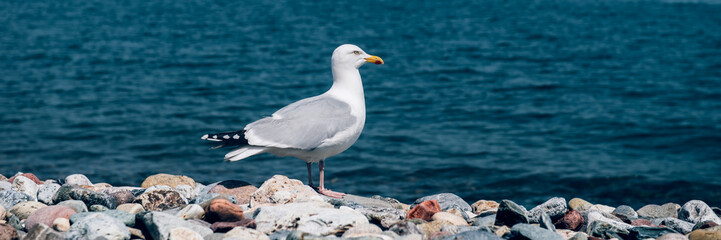 Beautiful Seagull Summer Day in Llandudno Sea Front in North Wales, United Kingdom, banner size