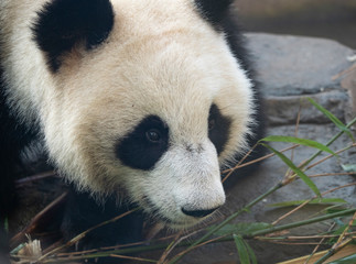 Obraz premium Panda goes on a background of green grass
