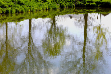 Trees reflected in the water