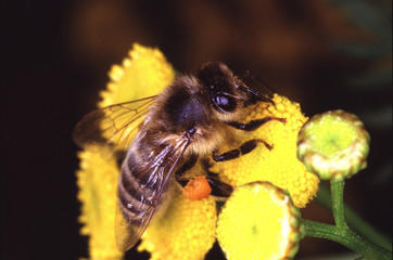 Bee, Tansy, Apis, Blossom, Nectar, Honey, Thuringia, Germany, Europe