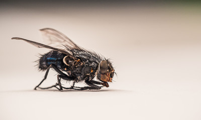 House Fly close up macro photography 