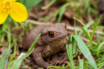 Toad close up sitting in the grass,yellow flowers in the background.Selective focus,side view