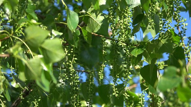 Branches with poplar leaves sway in the wind in spring
