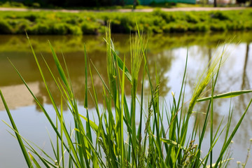 Fresh young wheat spike macro nature macro on a light green water background. Dewdrops on.