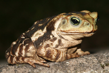 frog on a stone
