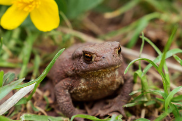 Toad close up sitting in the grass.Selective focus,front view