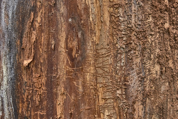 texture of tree bark decorated with patterns left over from the bark beetles