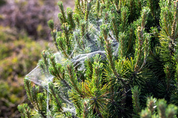 Coniferous spruce or pine tree branch covered with spider net in forest or park on sunny day. Tree with spiderweb. Plant disease