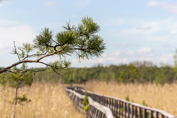 Obraz premium a twig of coniferous tree on a blurred background of a path with a wooden bridge on the hiking trail 
