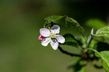 apple blossom close-up, macro photo with lots of bokeh