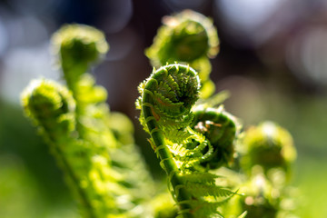 young developing fern leaves on a background with lots of bokeh
