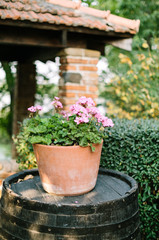 Clay pot with blooming geranium growing standing on an old barrel in the middle of the garden. Selective focus. garden design