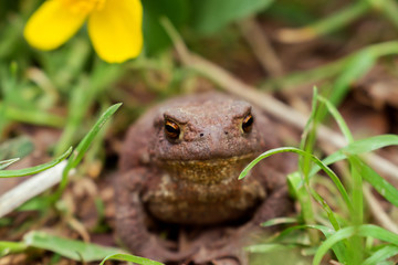 Toad close up sitting in the grass.Selective focus,front view