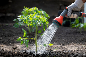 Care of tomato plant during the dry season