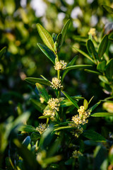 Buxus sempervirens - close-up of flowers on a boxwood bush.