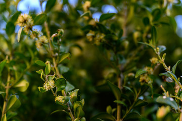Buxus sempervirens - close-up of flowers on a boxwood bush.