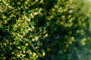 Buxus sempervirens - close-up of flowers on a boxwood bush.