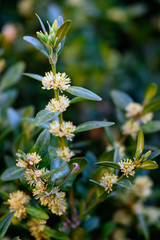 Buxus sempervirens - close-up of flowers on a boxwood bush.