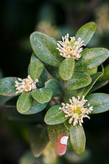 Buxus sempervirens - close-up of flowers on a boxwood bush.