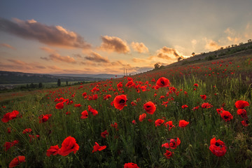 Fototapeta premium Beautiful field of red poppies at sunset. Evening landscape with a poppy field.