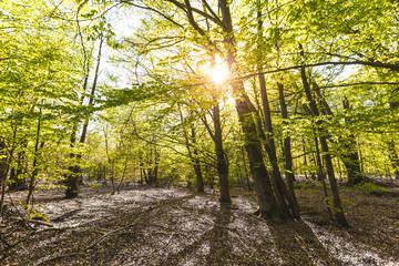 Scenic forest, with the sun casting its warm light through the foliage. Reinhardswald - germany