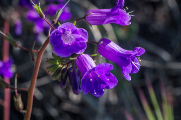 Purple California Bluebells