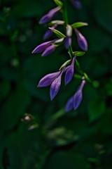 Fototapeta premium purple flower in the garden