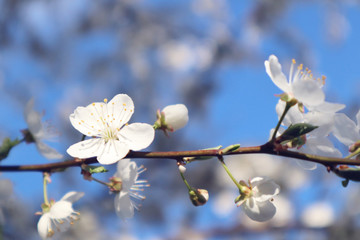 Cherry blossom, tree branches flowering. Spring and beauty concept. Selective focus.