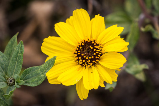 California brittlebush flower