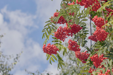 Rowan branches with red berries. Red Rowan berries on the branches of a Rowan tree and green leaves against a blue sky