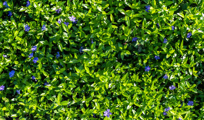 Beautiful Periwinkle for decorative design. Floral background. Violet background. Periwinkle on green background. Beautiful spring garden. Green leaves. Floral background. Natural background.
