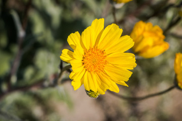 Desert gold flower