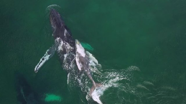 Humpback Whale and Calf Watching off Isla Conadora, Las Perlas Panama