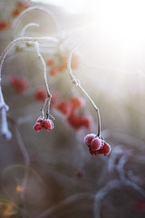 viburnum hangs on a bush on a winter morning. Red berries are frozen, a handful of berries covered...