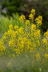 Fototapeta premium Gelbe Rapsblüte