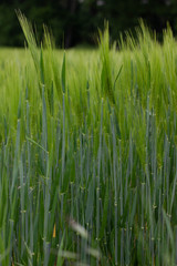 Gerste im Feld
