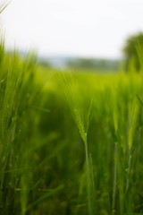 Close-up einer Gerste Ähre im grünen Feld als Hintergrund