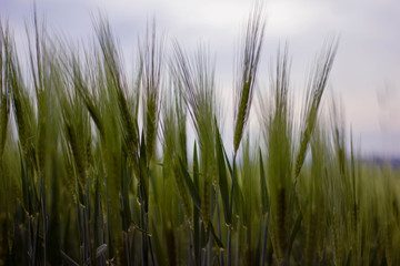 Gerste Korn in Nahaufnahme Gras