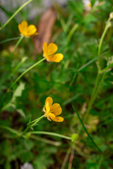 buttercups wild flowers bright yellow 