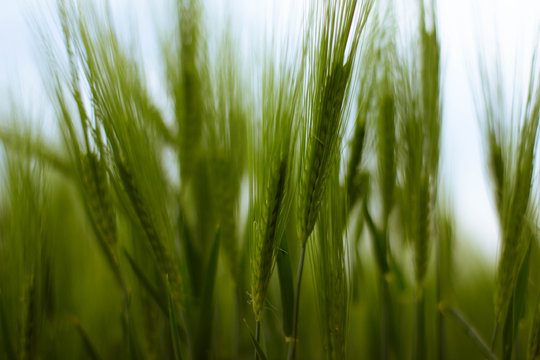 Nahaufnahme eines Gerstengras und &Auml;hre gr&uuml;n