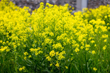 Obraz premium Rapsblüte gelbe Blüten in Nahaufnahme