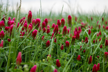 Obraz premium Roter Klee in einer Wiese grün rot