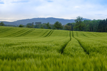 Fototapeta na wymiar Getreidefeld mit Traktorspuren und blauem Himmel